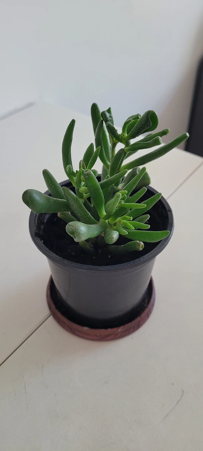 Easy grow Succulent plant thumbnail
