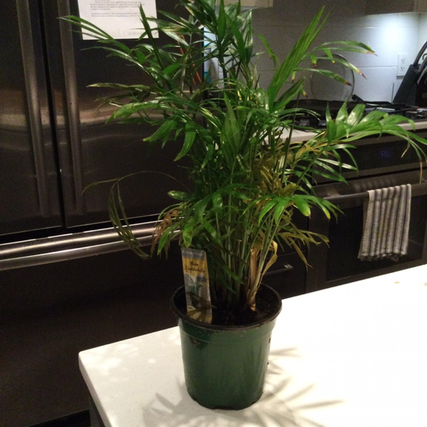 Plant thumbnail