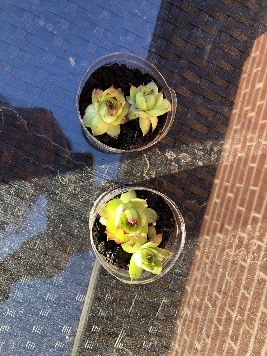 Succulents - photo 3
