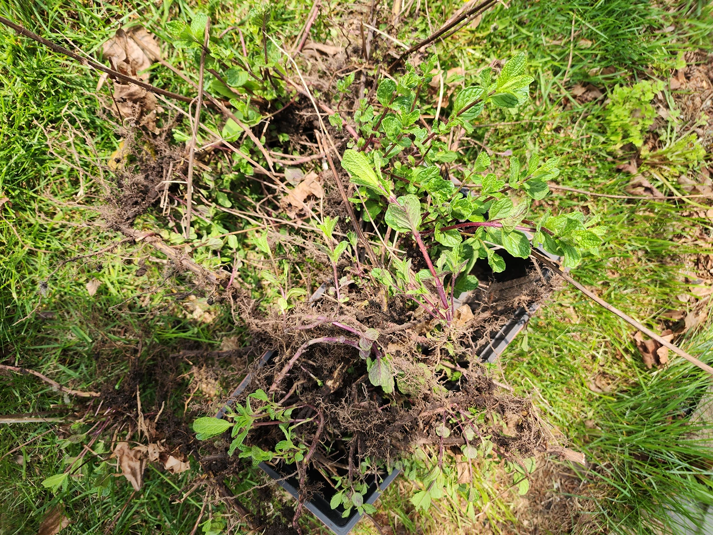 Mint plants thumbnail