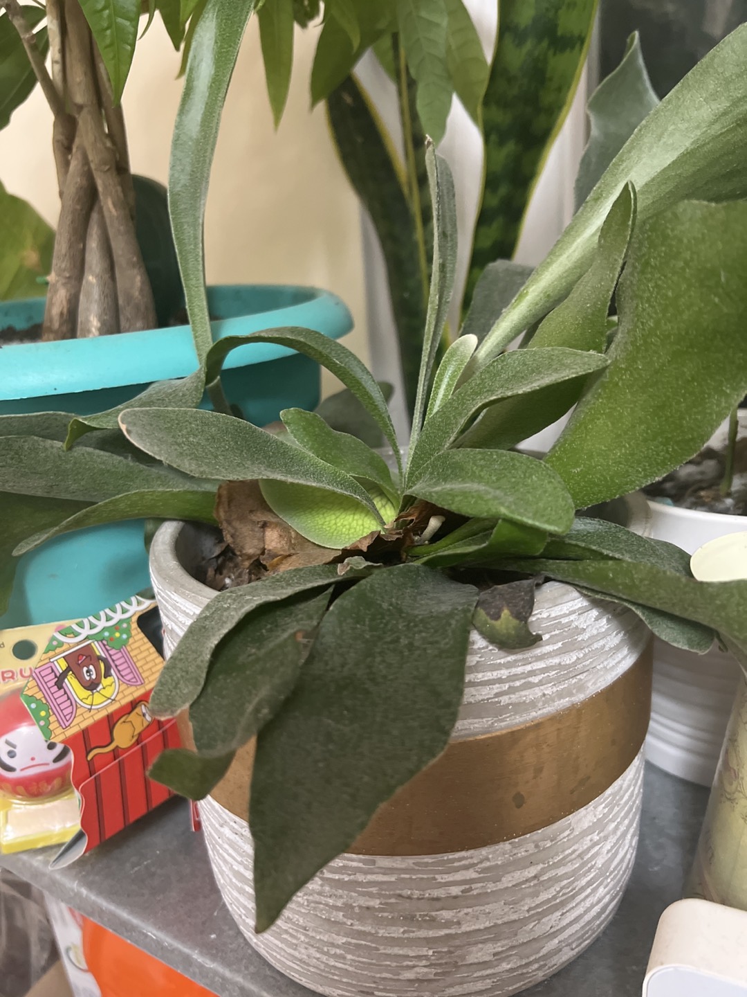 Growing up Elk horn fern for sale