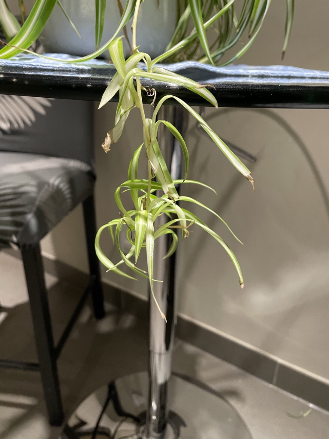 Baby spider plant 🌱 thumbnail