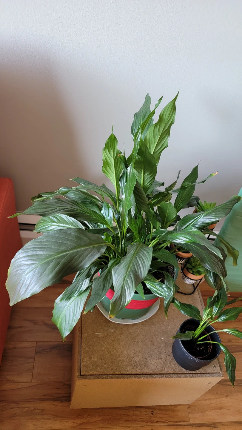 lovely Peace Lily