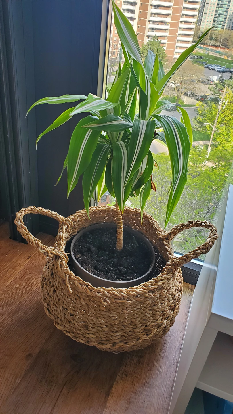 Healthy Dracaena Fragrance