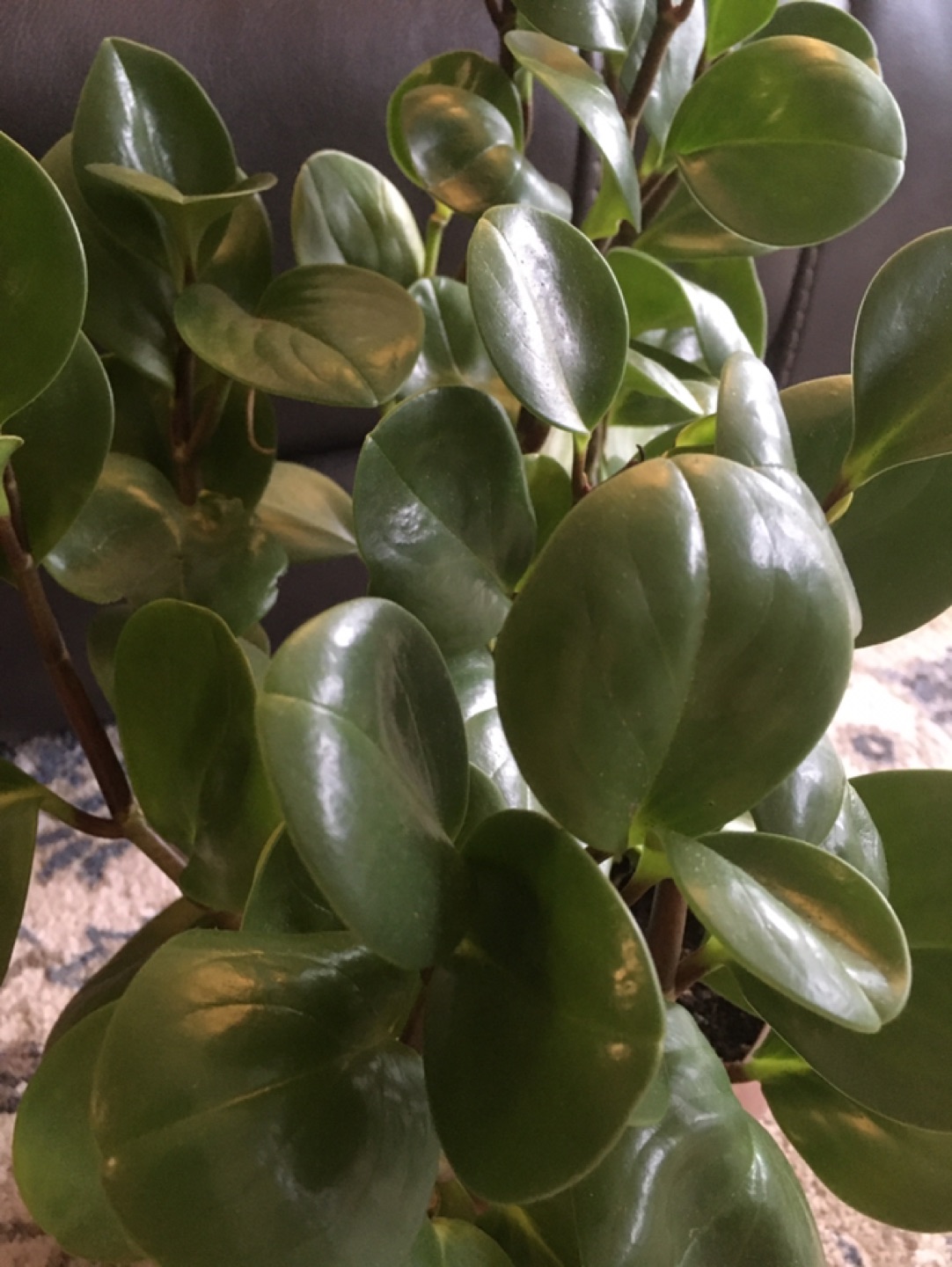 Large apartment plant - photo 2