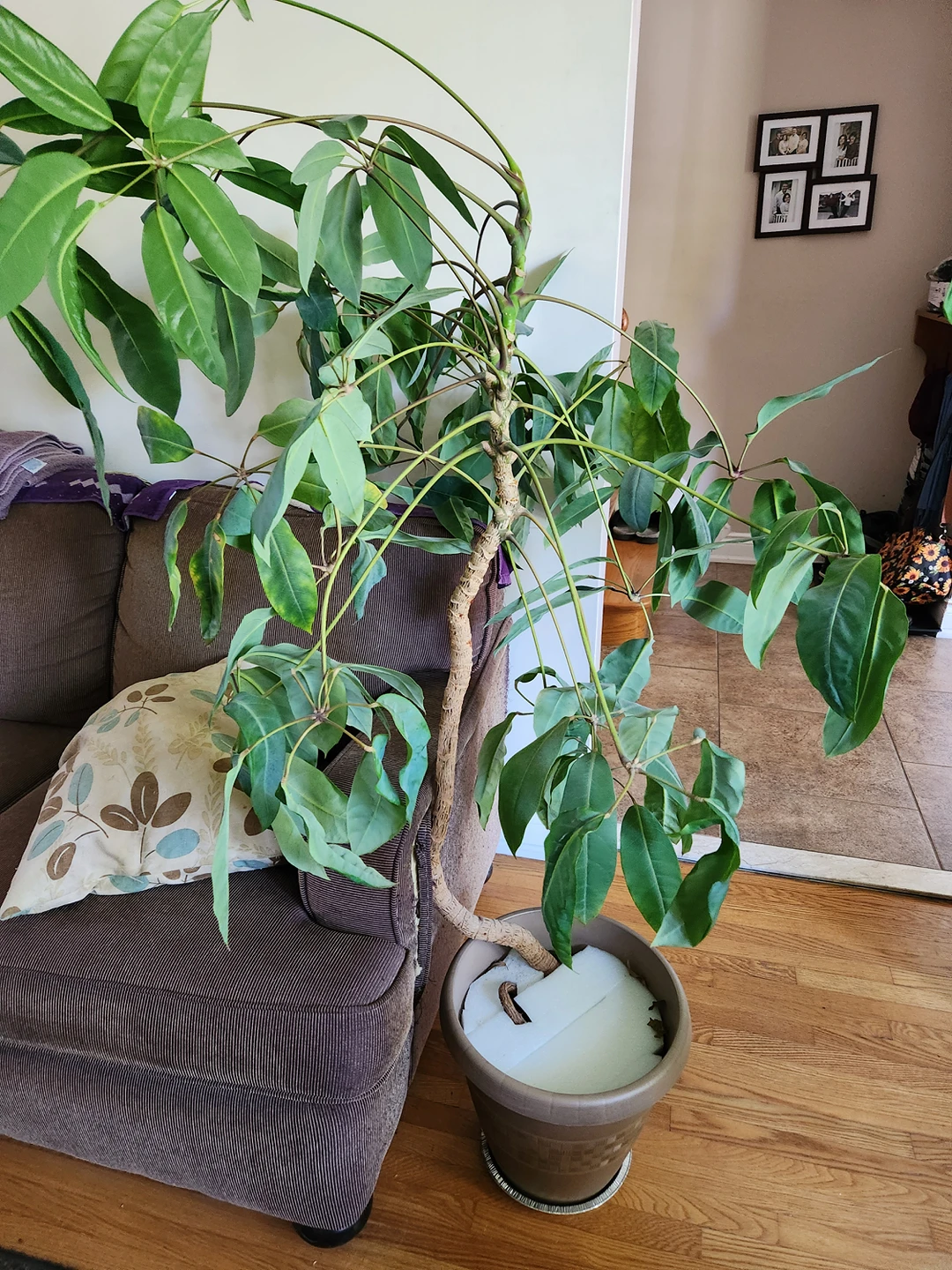 2 Large houseplants thumbnail
