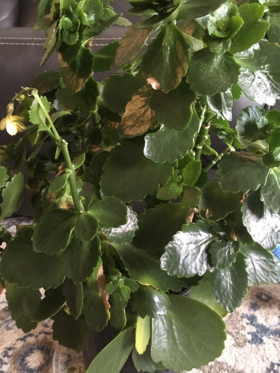 Beautiful apartment plant