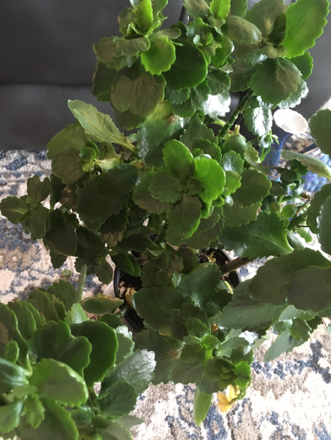Beautiful apartment plant - photo 3