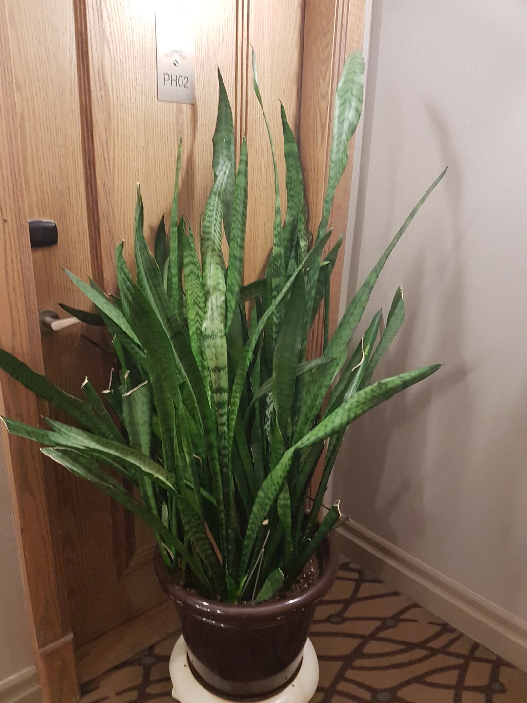 large snake plant thumbnail
