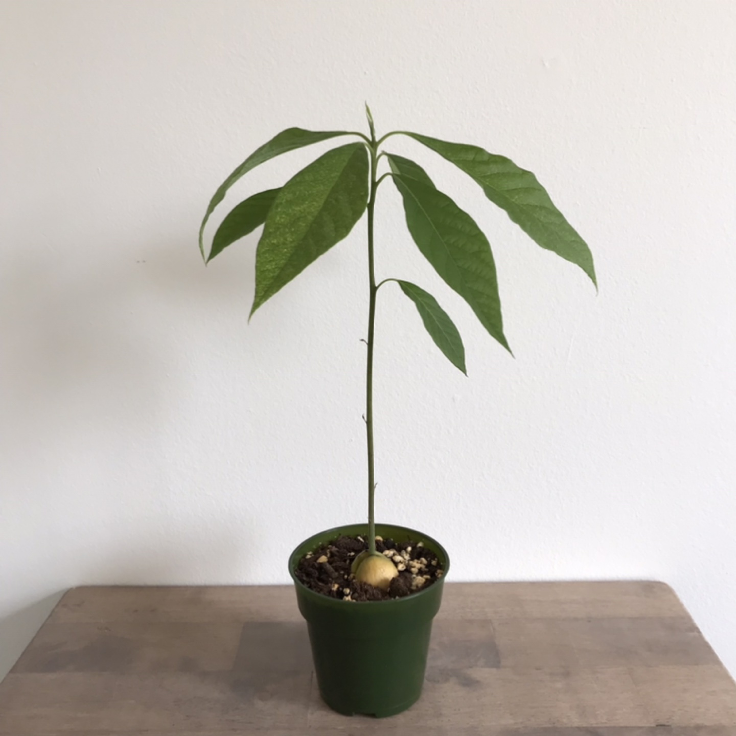 Avocado plant thumbnail