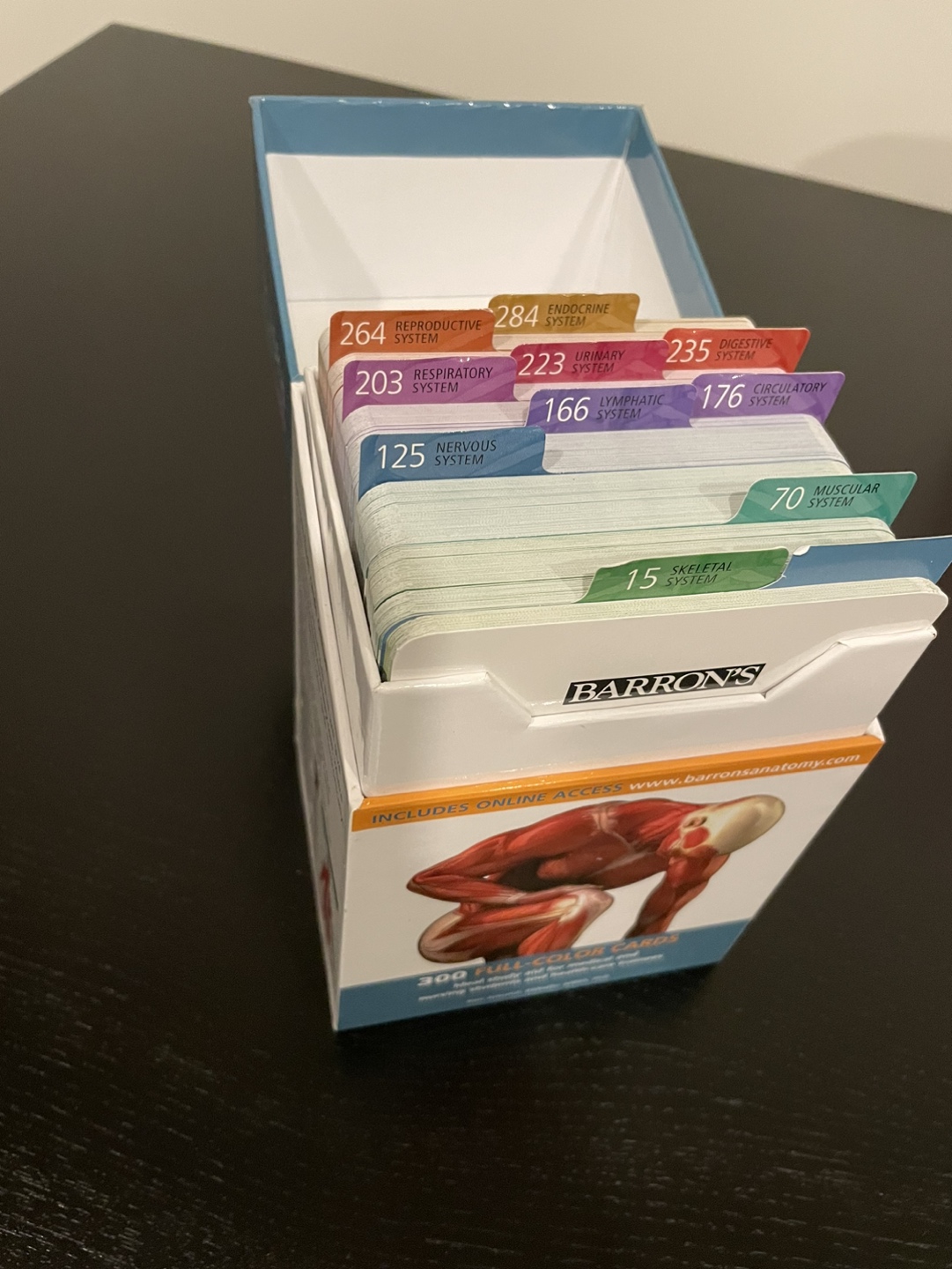 Barton’s Anatomy Flash Cards - photo 2
