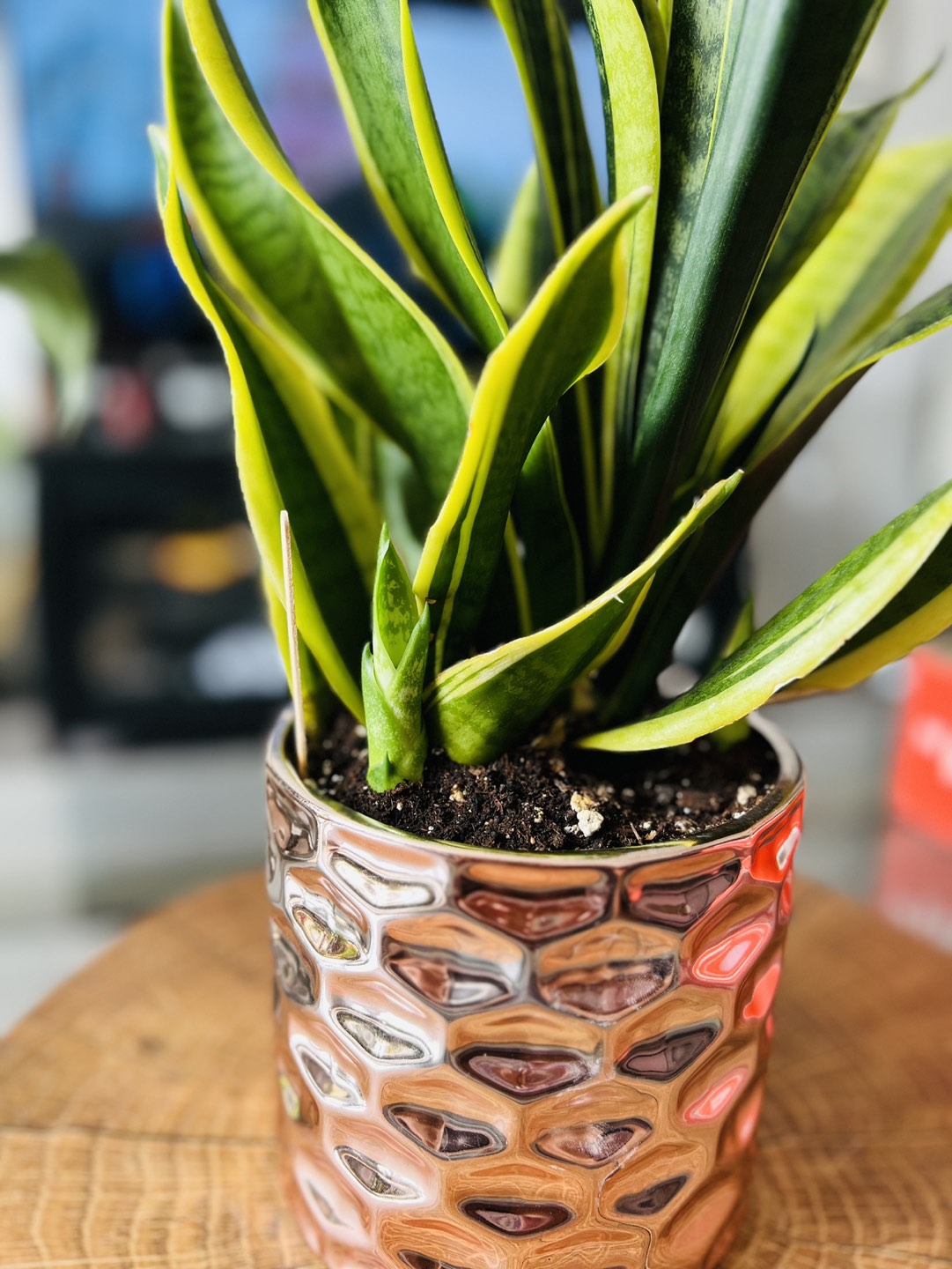 Snake Plant - photo 2