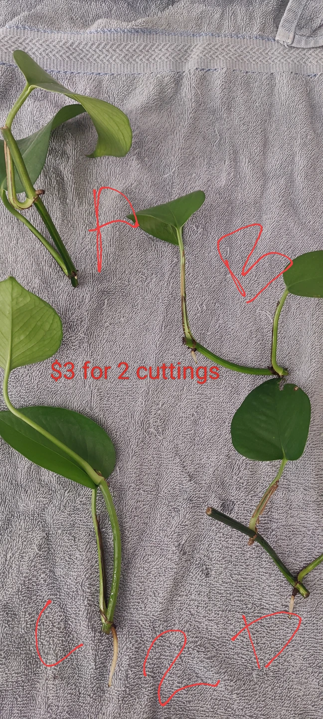 Plant cuttings for sale thumbnail