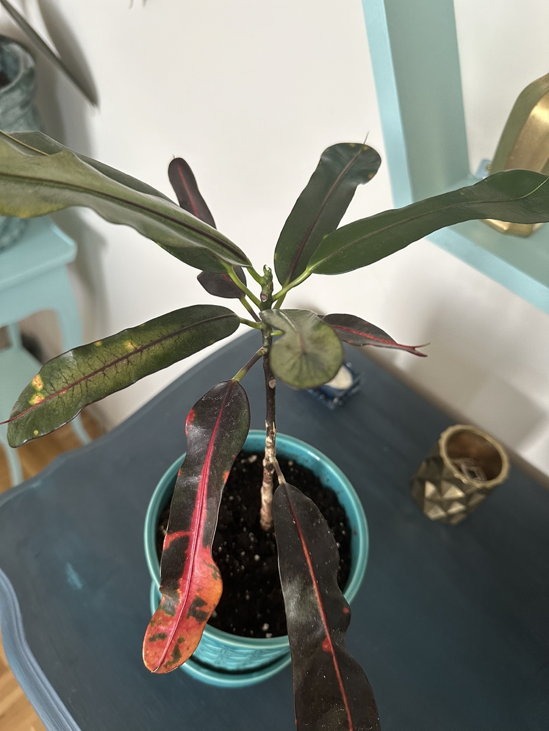 Indoor plant