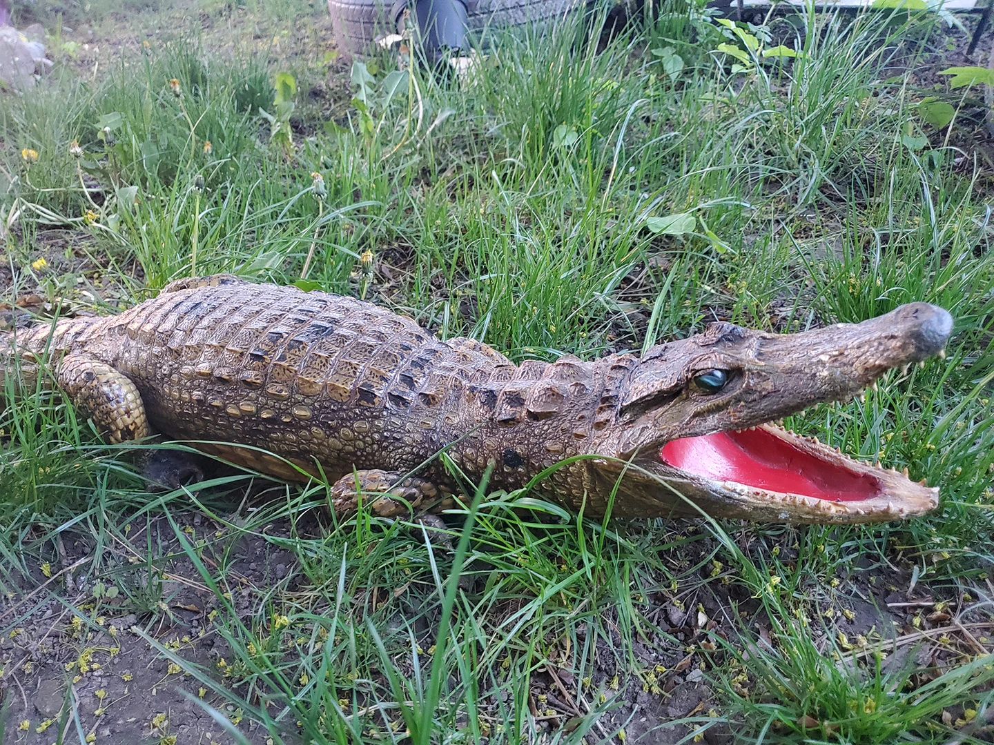 real crocodile statue