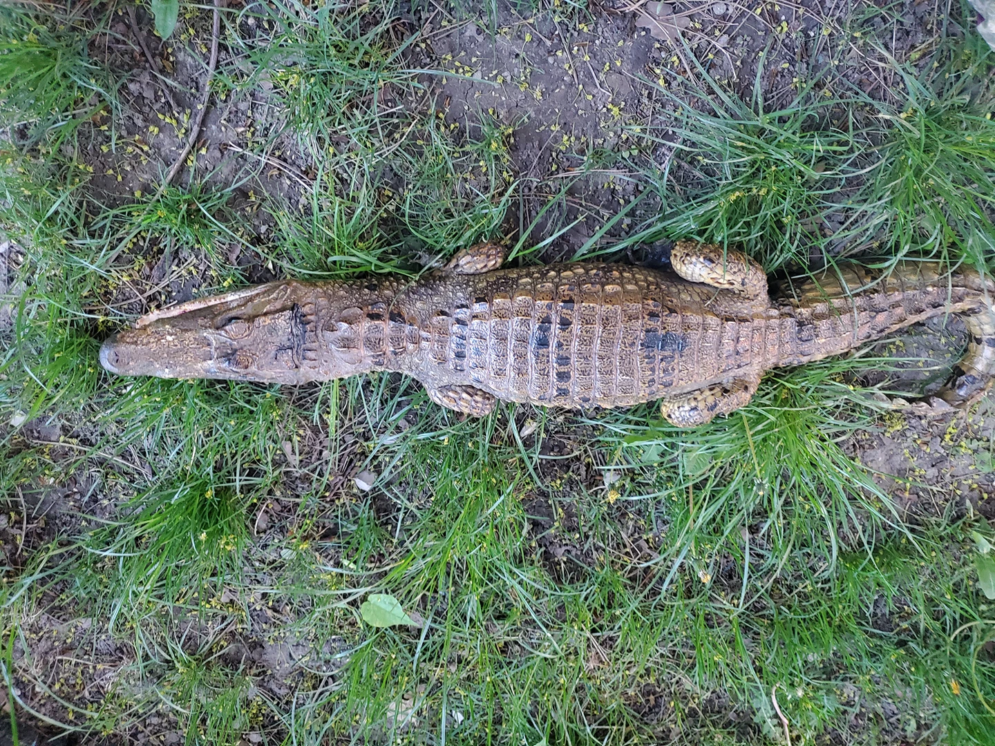real crocodile statue - photo 2