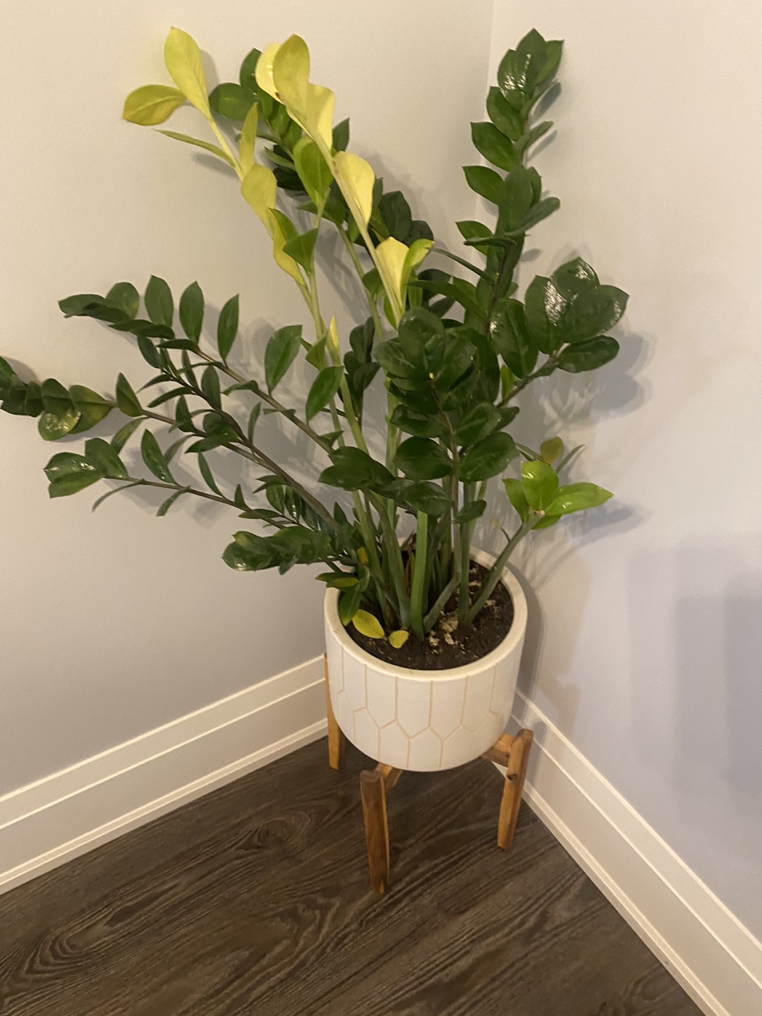 Planter with ZZ plant - photo 2