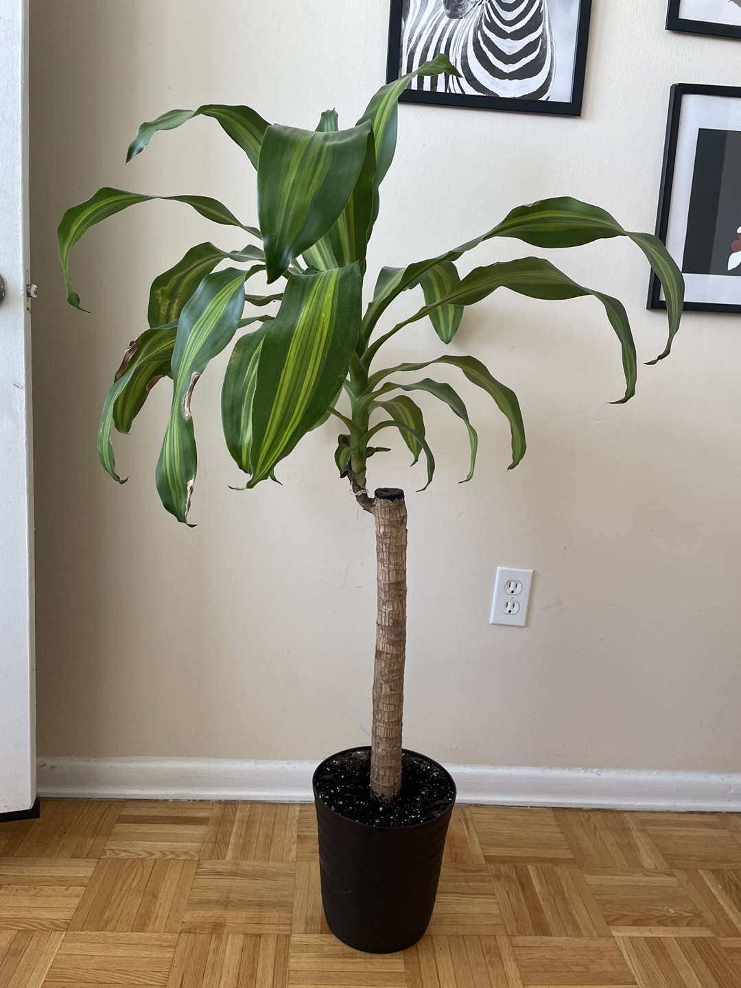 Tropical well-care plant