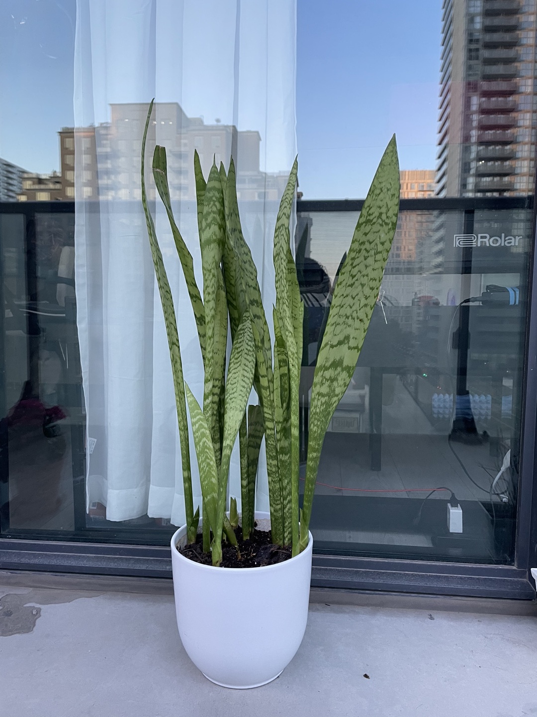 26-inch snake plant in white porcelain pot