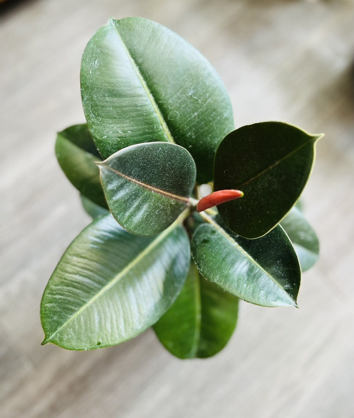 Healthy Rubber Plant thumbnail