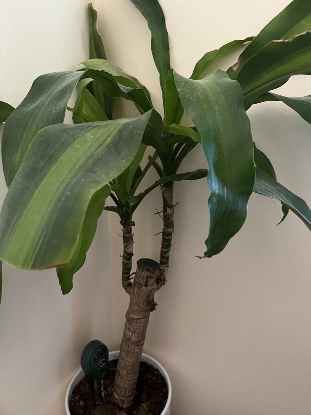 Tropical plants