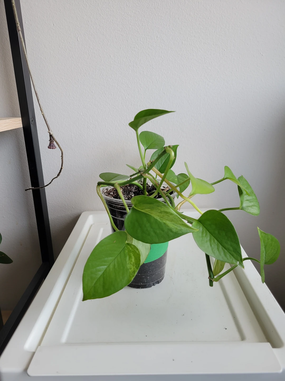 marble pothos thumbnail