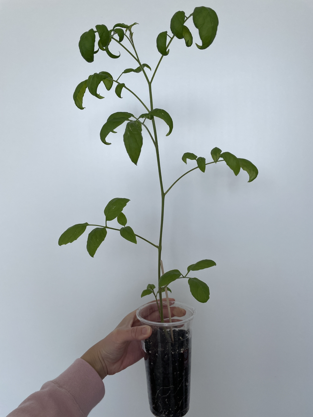 Cherry tomato plant