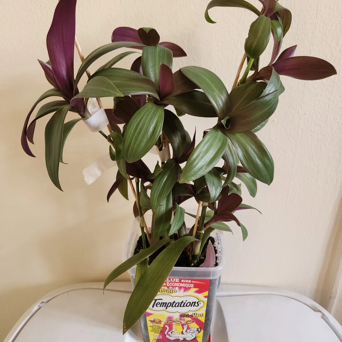 boatlily oyster plant thumbnail