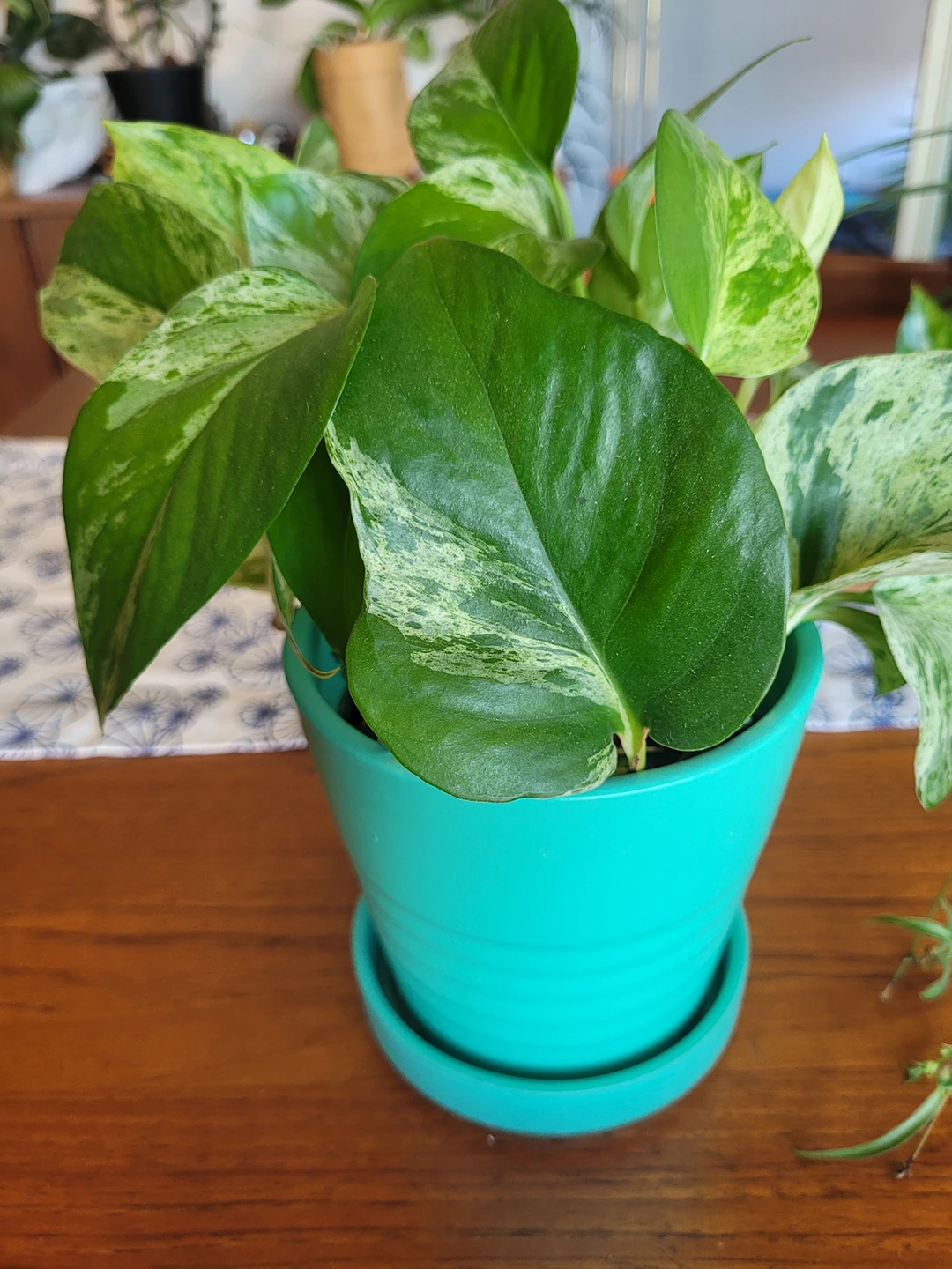 Marble Pothos image indicator(2)