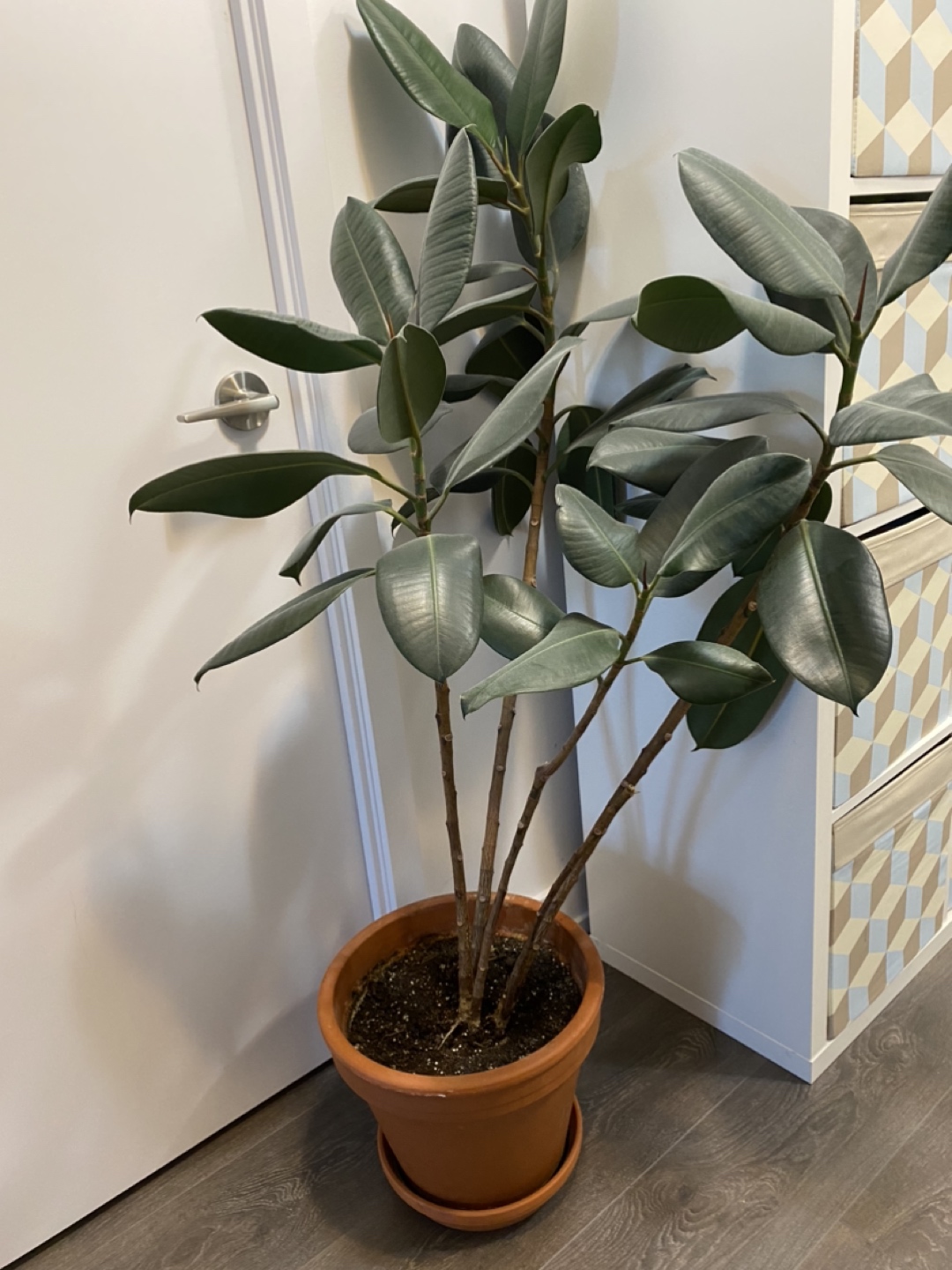 Rubber plant thumbnail