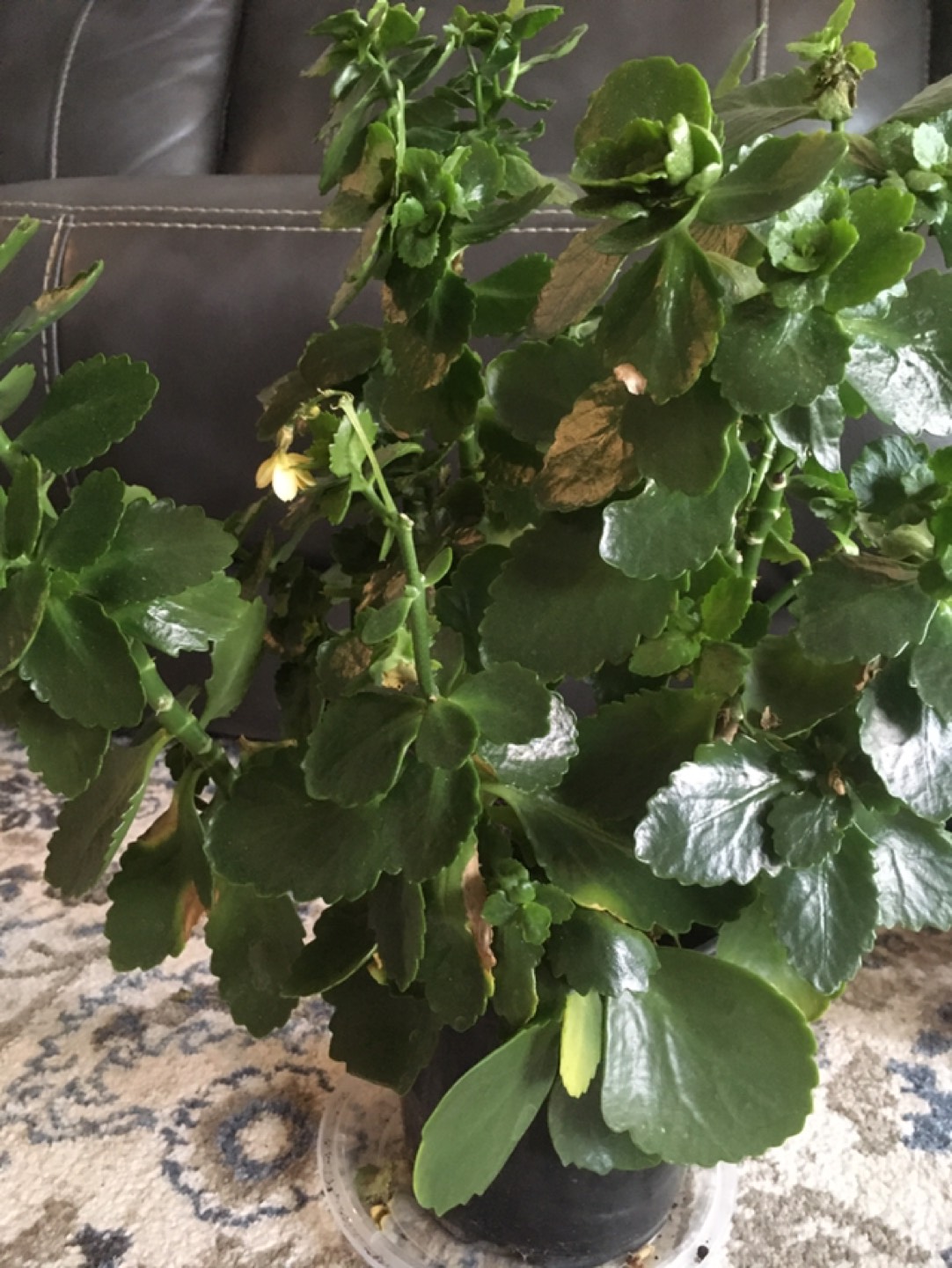 Beautiful apartment plant - photo 2