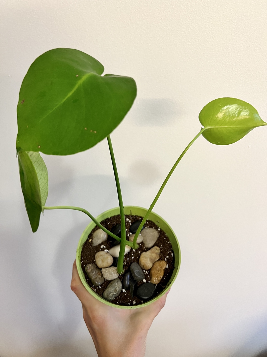 Monstera thumbnail