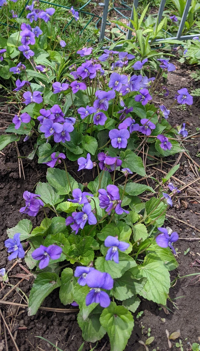 violets