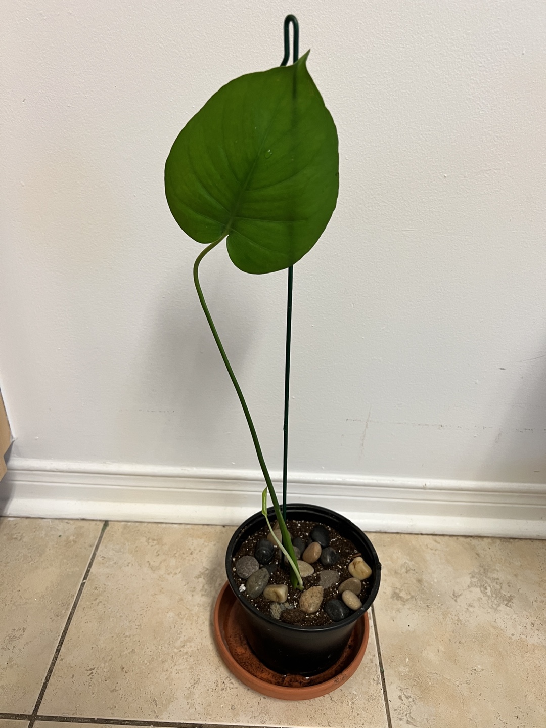 Monstera thumbnail