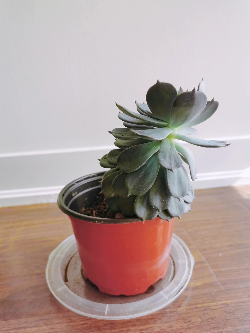 ✨Plant thumbnail