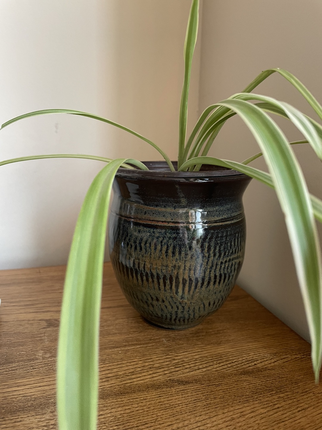Pottery plant pot with spider plant thumbnail