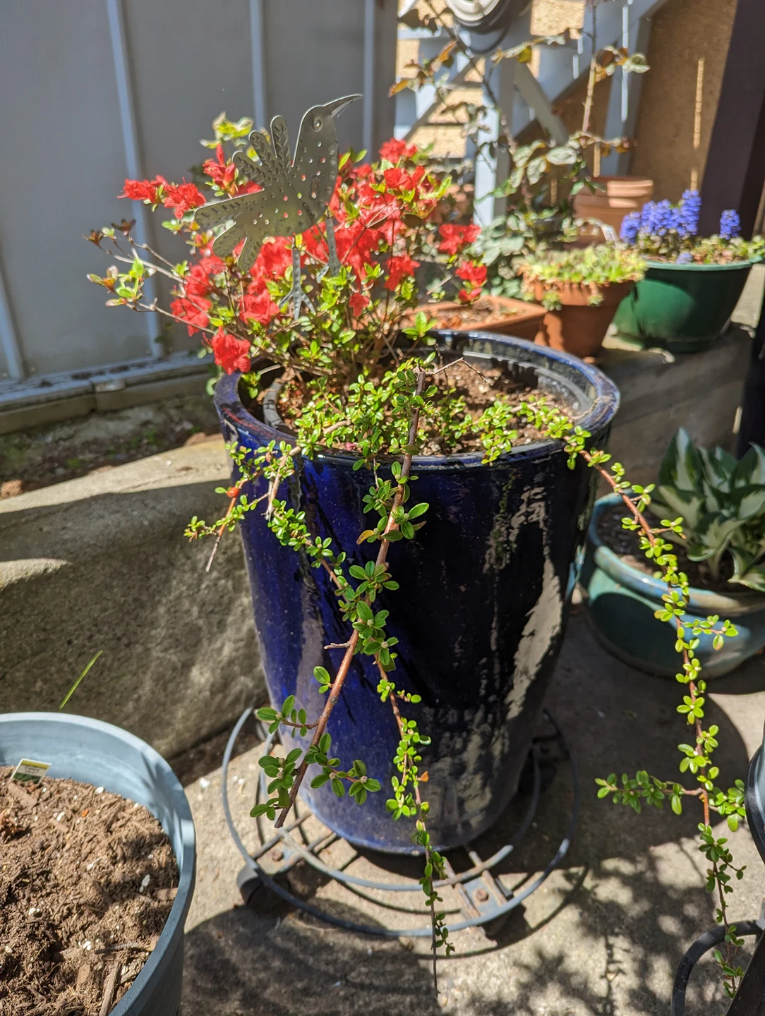 Large Blue Garden Pots