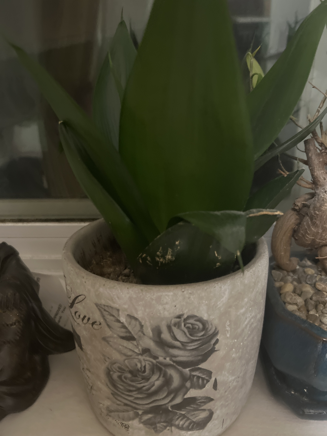 Plant that I got from Home Depot