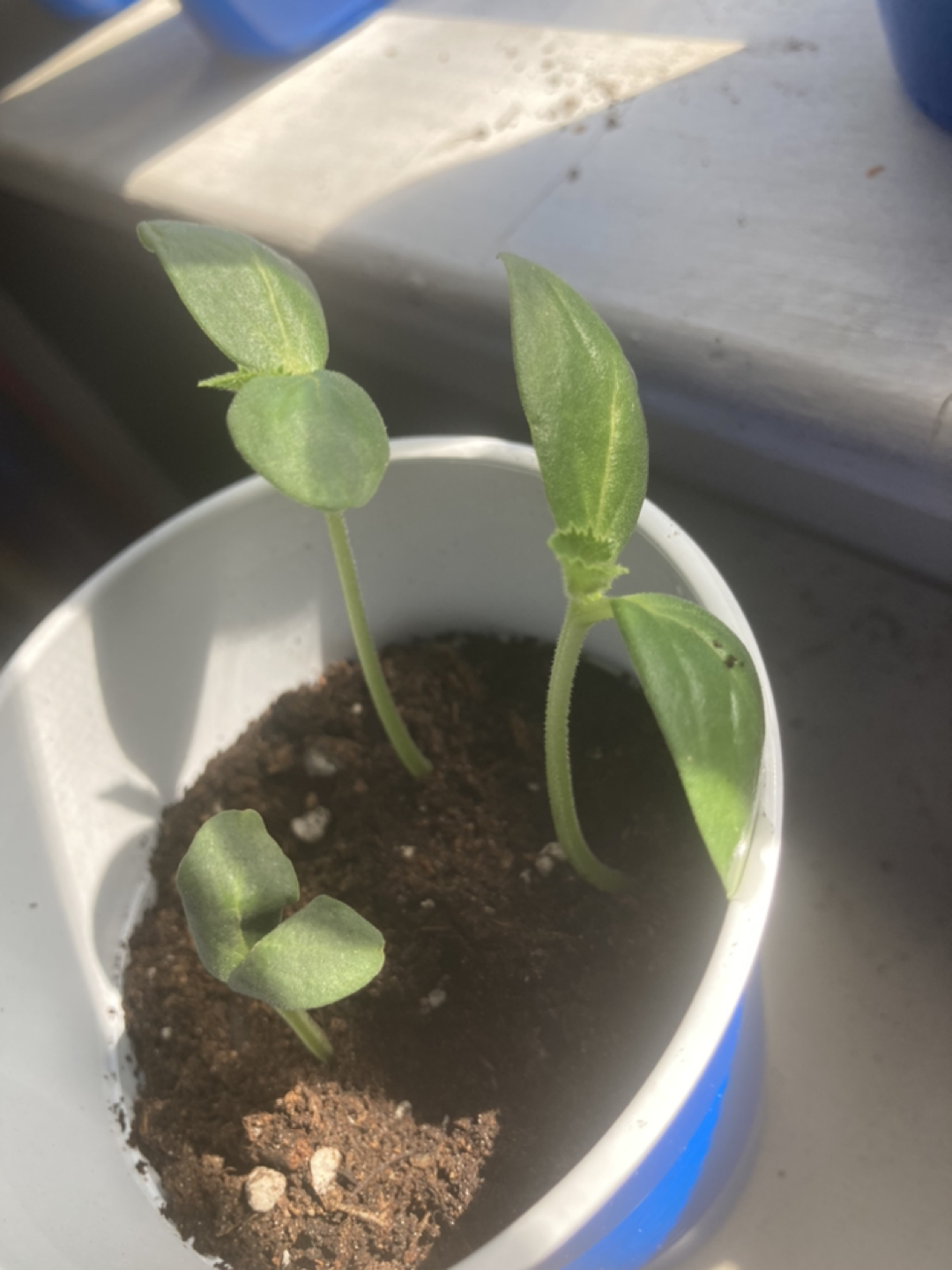 Cucumber plant