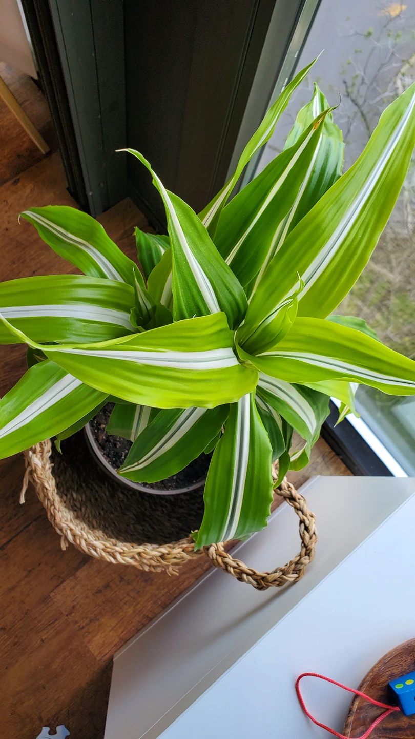 Healthy Dracaena Fragrance - photo 2