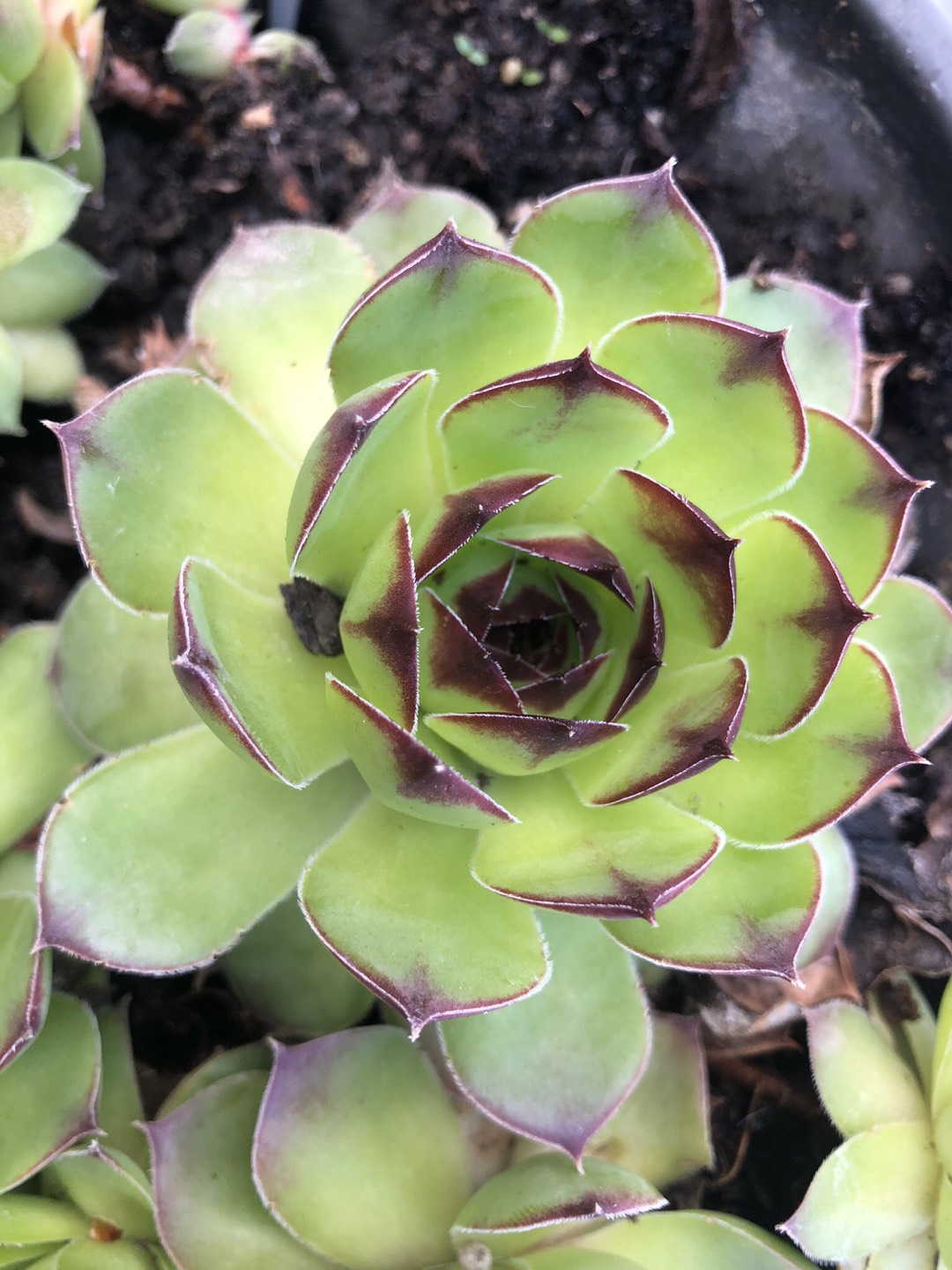 Succulents image indicator(4)