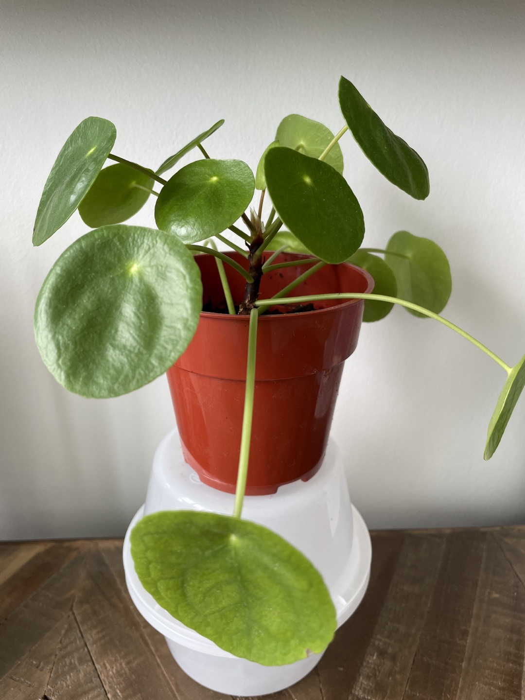 Pilea Peperomioides 🌿