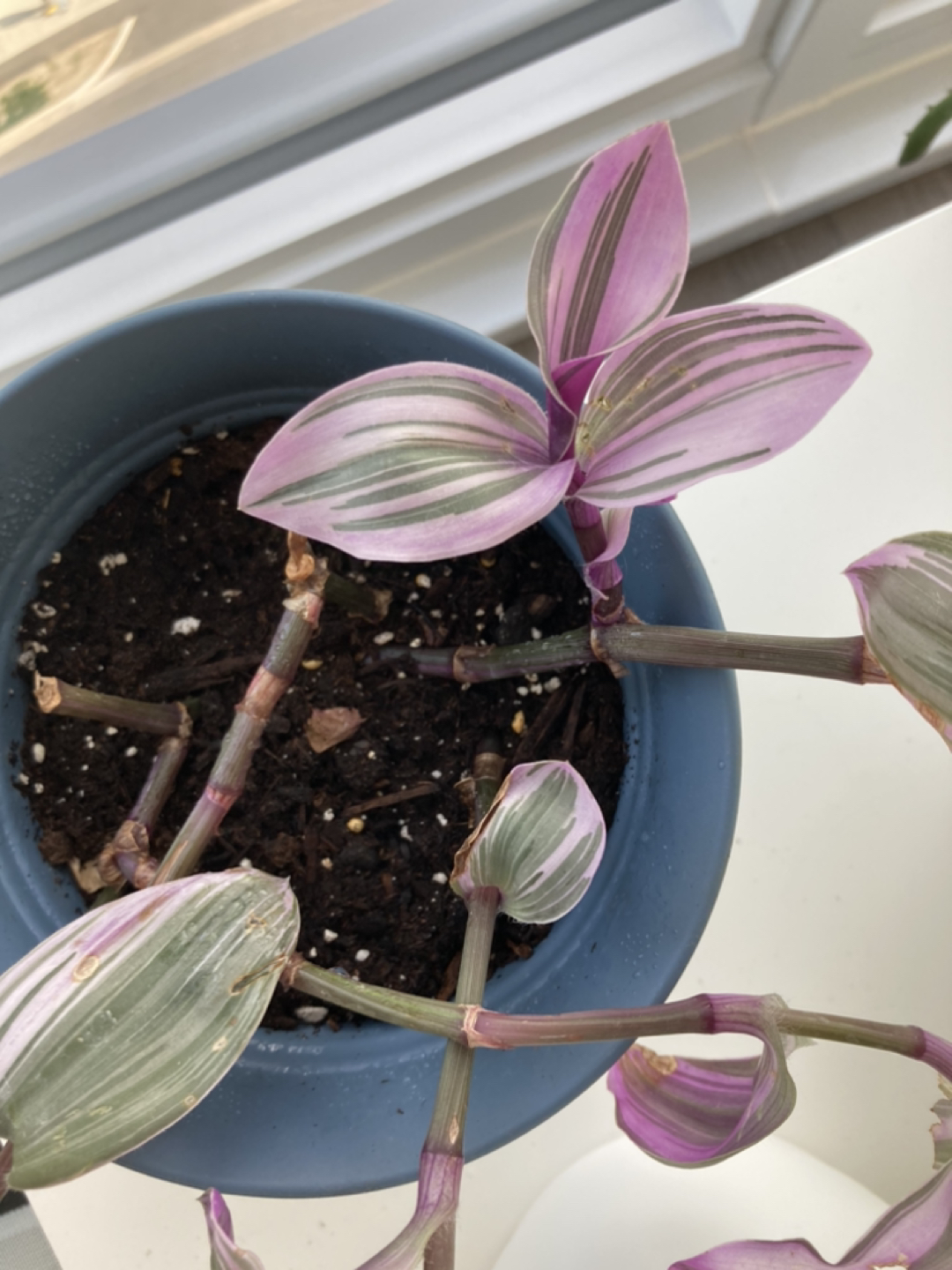 Beautiful plant in pot 🌱 thumbnail