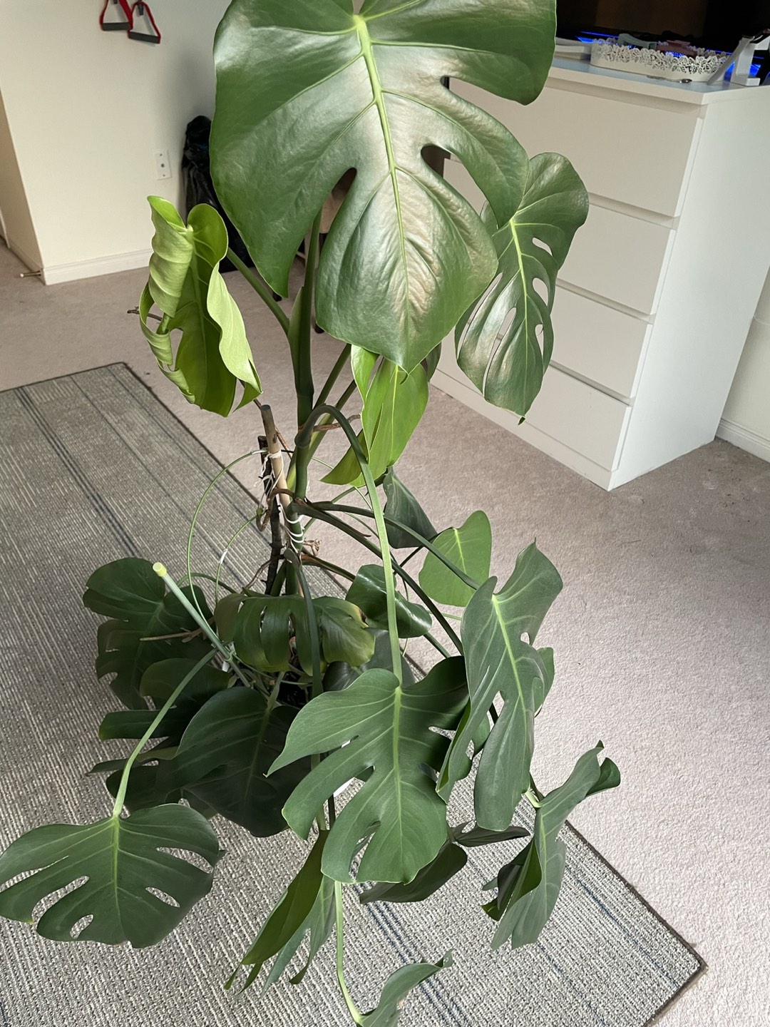 Monstera Deliciosa 1.30cm - photo 3