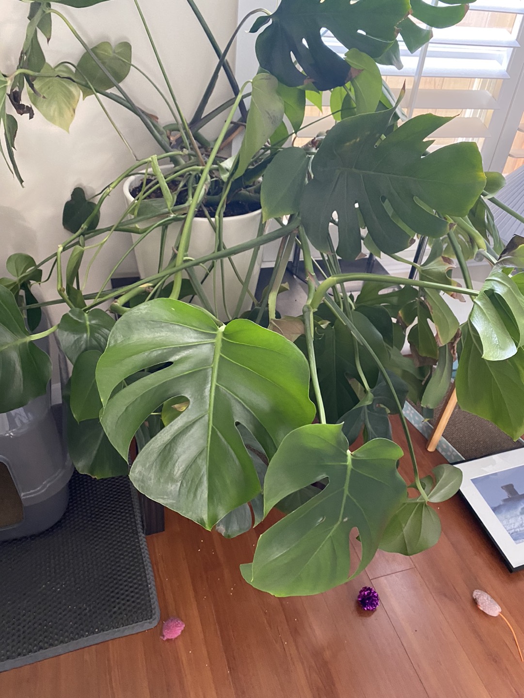 Massive Monstera in search of a new home and some TLC - photo 2