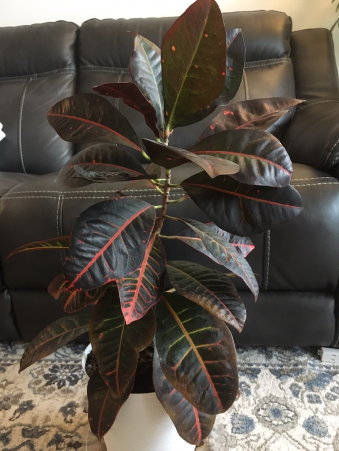 Large apartment plant thumbnail