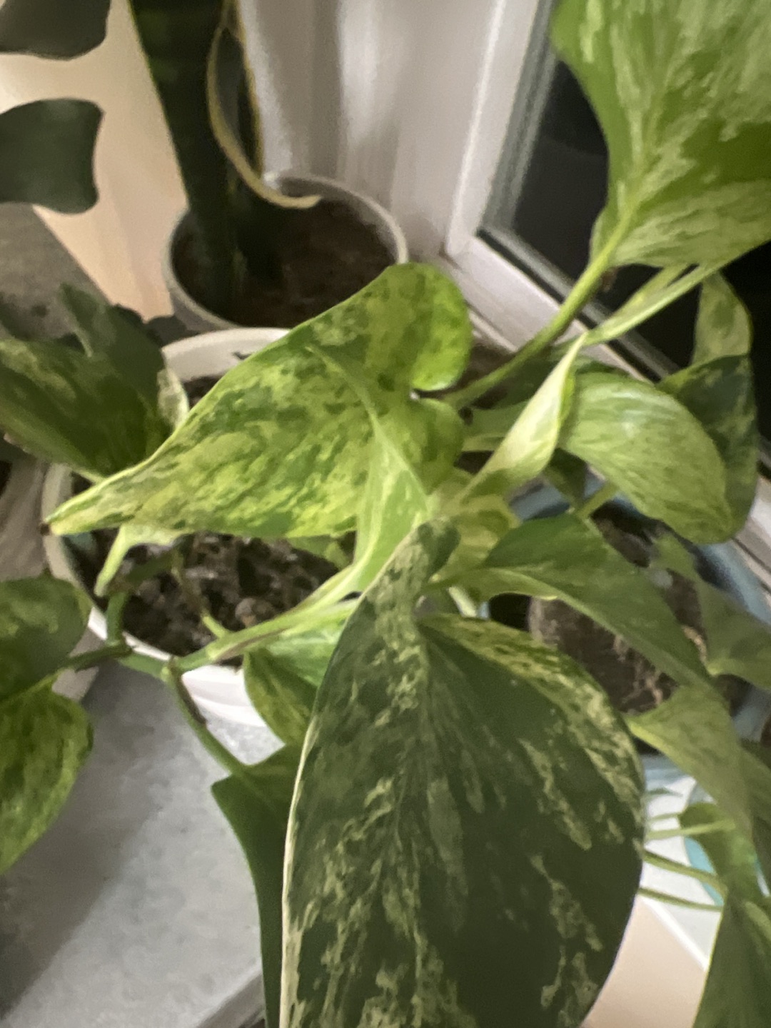 Devil’s ivy for sale !! - photo 2