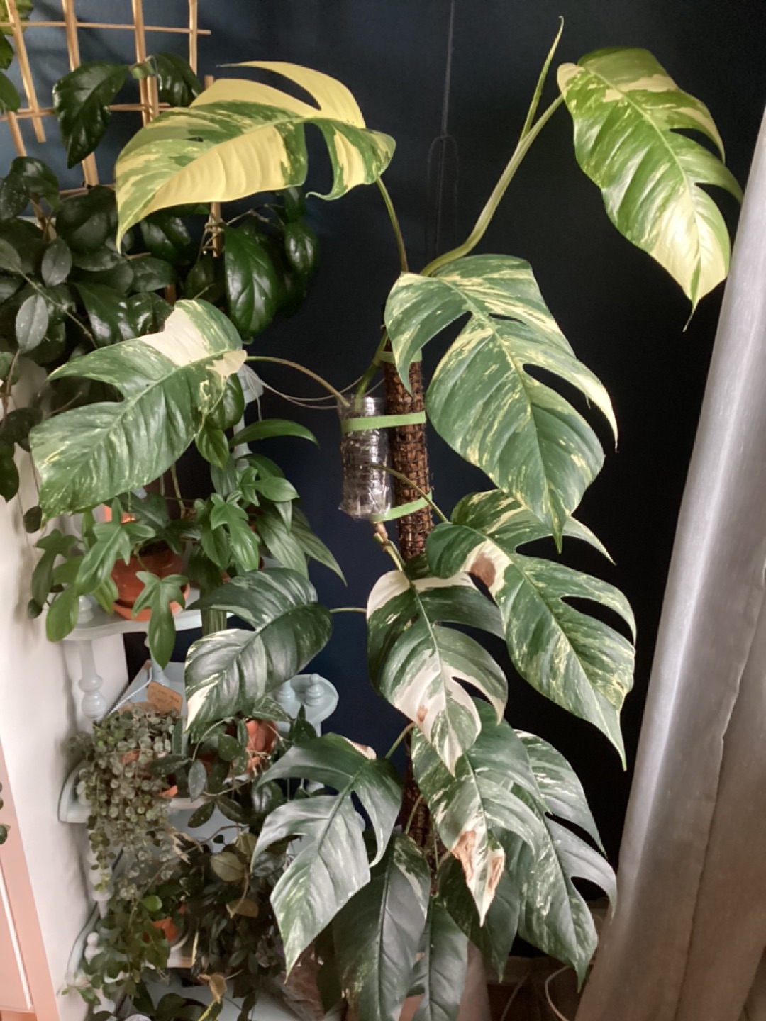 Epipremnum Pinnatum Albo Cuttings thumbnail