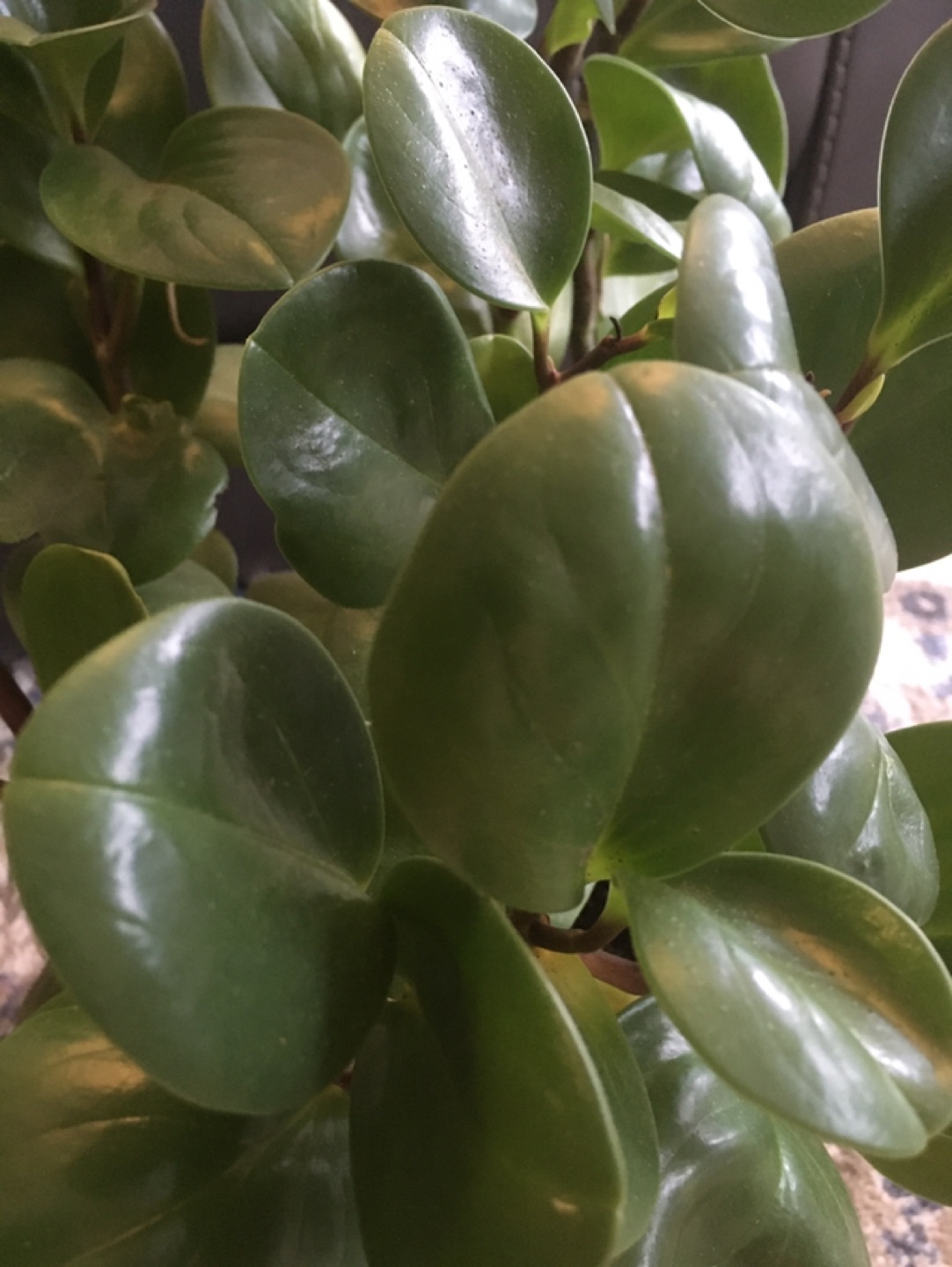 Large apartment plant - photo 3