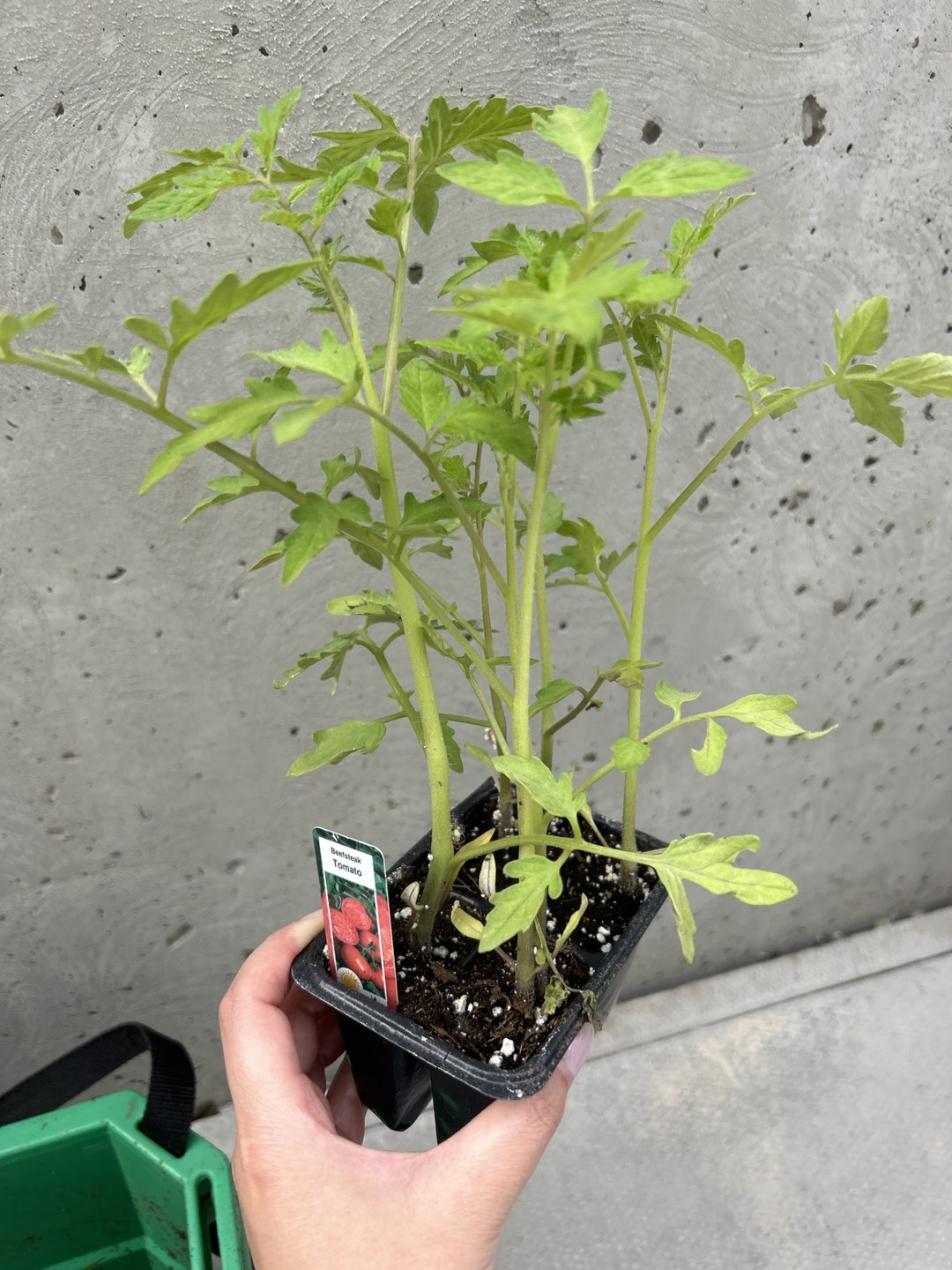 Extra tomato seedlings